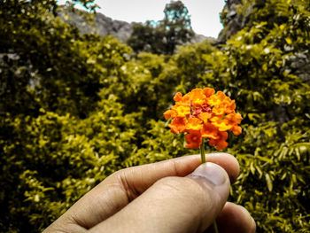 Close-up of hand holding flowering plant