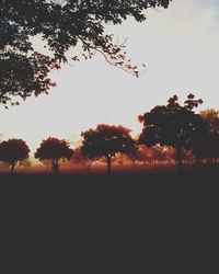 Silhouette trees on field against sky at sunset
