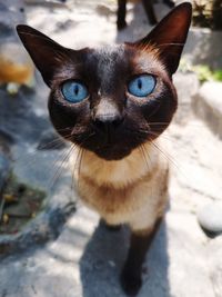 Close-up portrait of cat