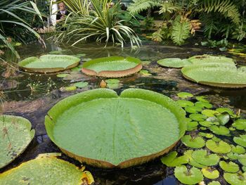 Water lily in pond