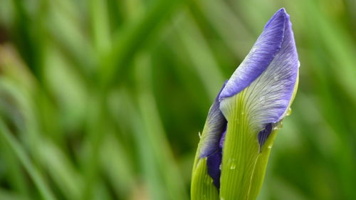 Close-up of purple iris flower