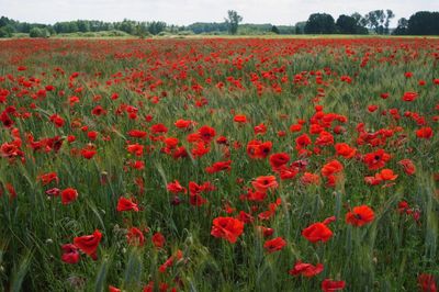 Close-up of red tulips blooming in field