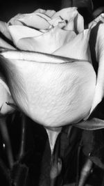 Close-up of flower against blurred background