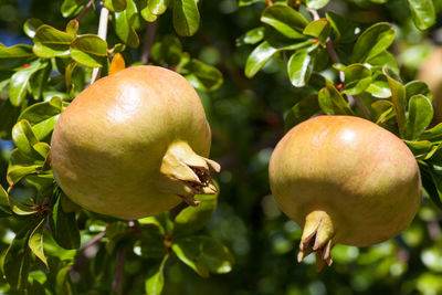 Close-up of apples on tree