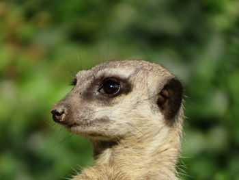 Close-up of meerkat