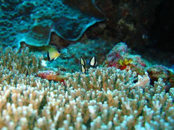 Close-up of coral in sea