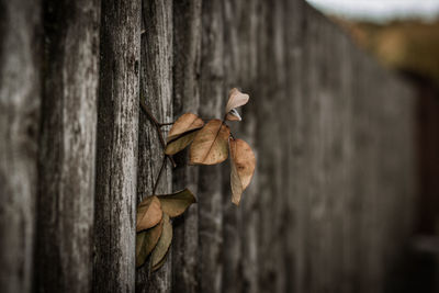 Close-up of dry leaf on tree trunk