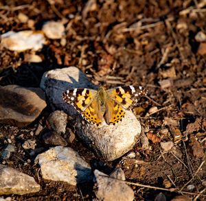 High angle view of butterfly on rock