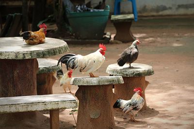 Chickens perching on seats