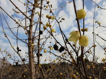 Close-up of yellow flowers growing on tree