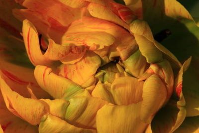 Close-up of rose plant