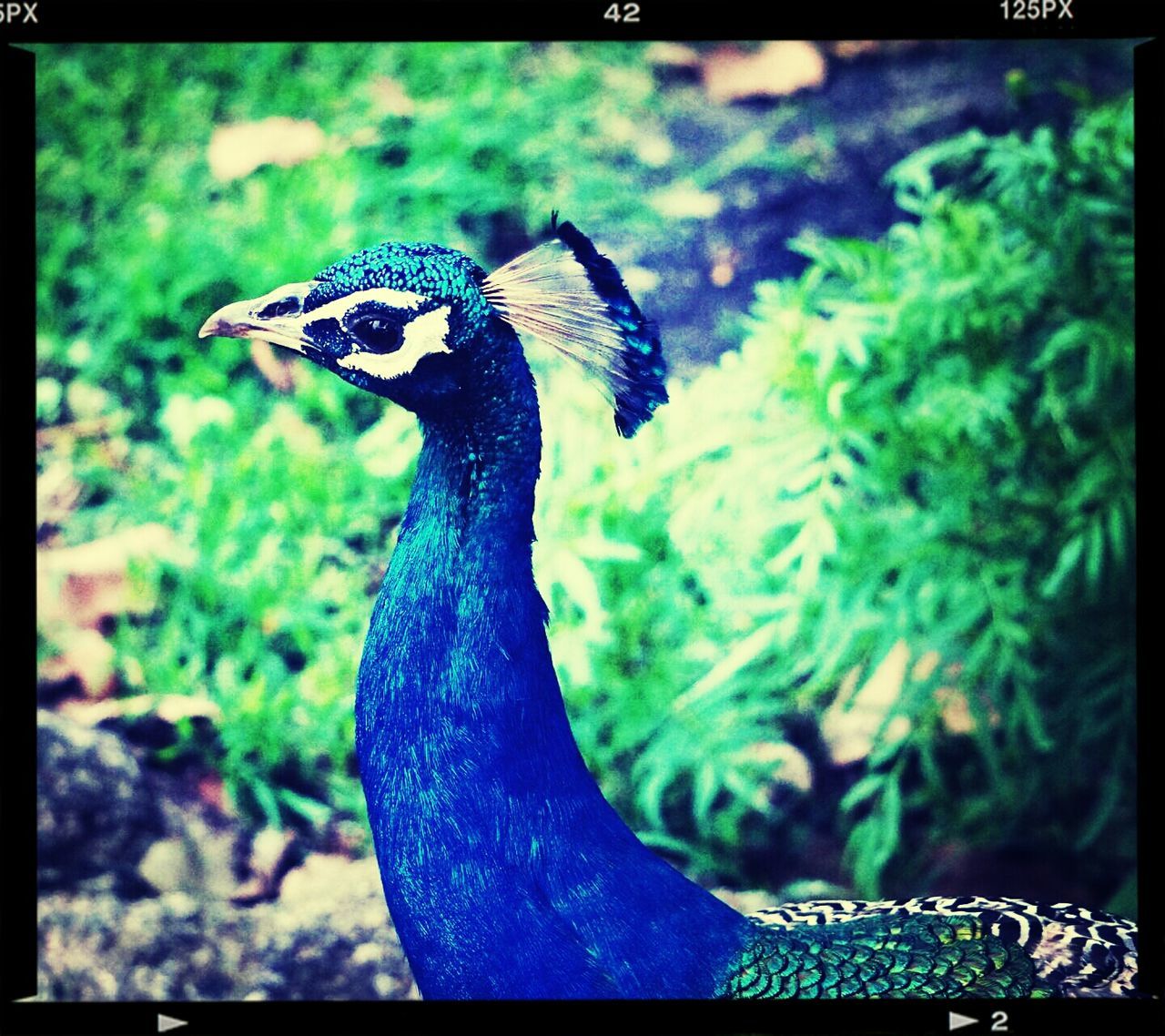 transfer print, one animal, animal themes, auto post production filter, animals in the wild, wildlife, focus on foreground, close-up, day, outdoors, bird, nature, side view, insect, one person, peacock, beauty in nature, part of, selective focus, blue