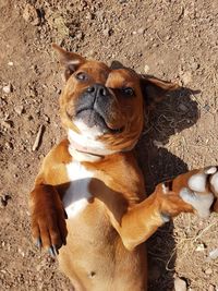 High angle portrait of dog