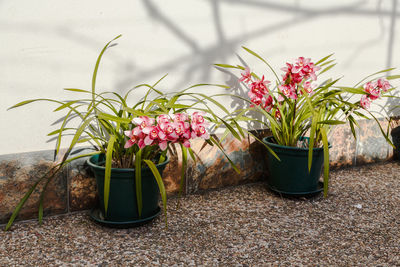 Potted plant on table