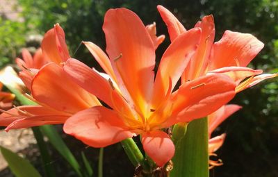 Close-up of day lily blooming outdoors