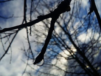 Low angle view of bare trees against sky