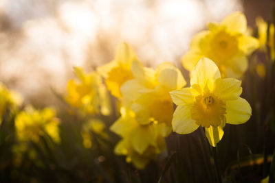 Close-up of yellow flowers blooming outdoors