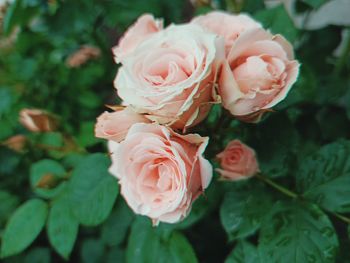 Close-up of rose roses