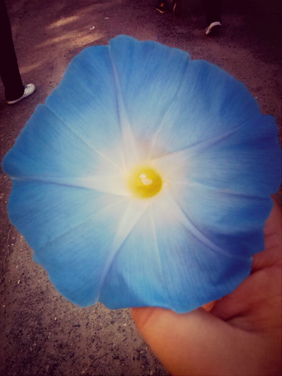 blue, flower, petal, high angle view, sunlight, person, beauty in nature, part of, nature, flower head, close-up, day, fragility, unrecognizable person, single flower, leisure activity, freshness