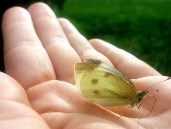 Close-up of hand holding leaf