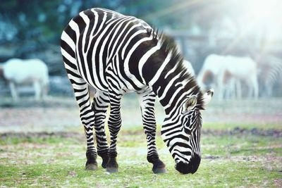 Zebras in a field