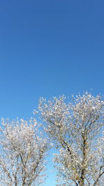 Low angle view of tree against clear blue sky