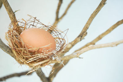 A nest with one egg on a branches