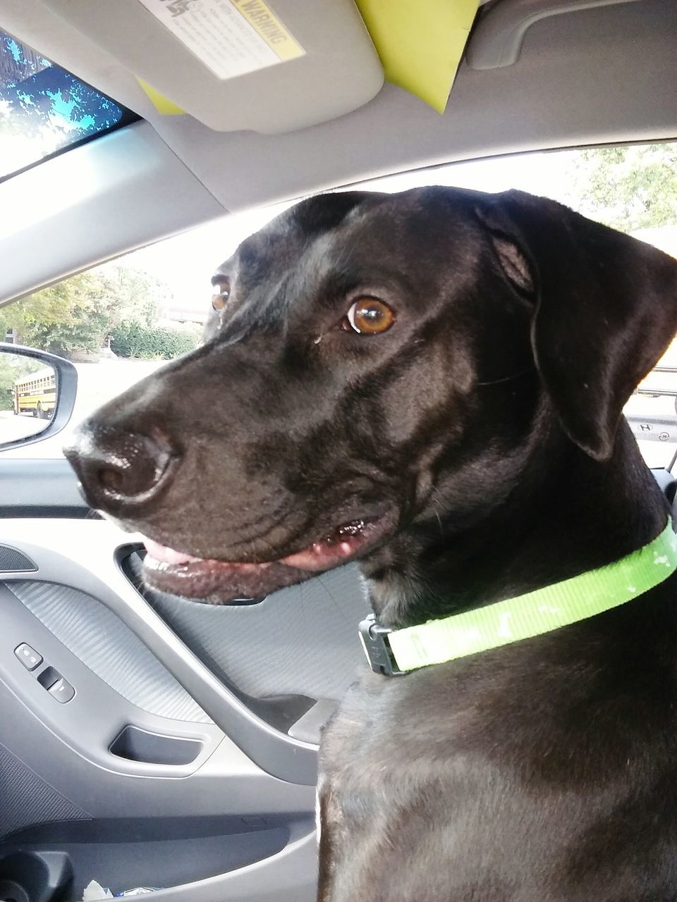 EXTREME CLOSE-UP OF DOG