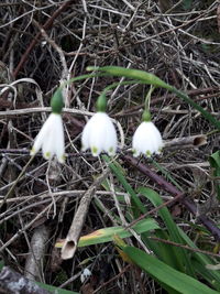 High angle view of white flowers on field