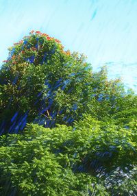 Low angle view of tree against sky