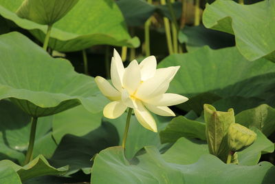 Close-up of white water lily on leaves