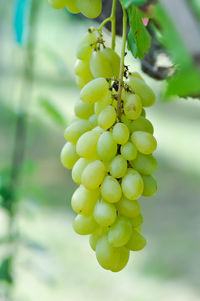 Close-up of grapes hanging on tree