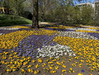 Yellow flowering plants in park