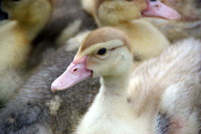 Close-up of young bird