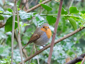 Close-up of bird perching on branch