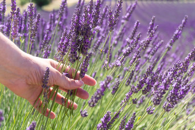 Cropped hand of person holding plant on field