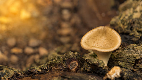 Close-up of mushroom growing on field