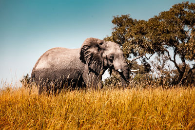 View of elephant on field