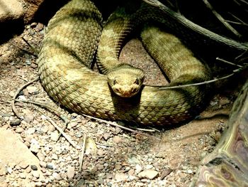 Close-up of snake