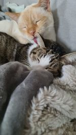 Cat sleeping on bed at home
