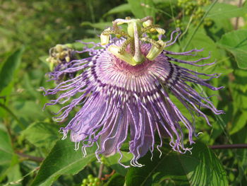 Close-up of purple flower blooming outdoors