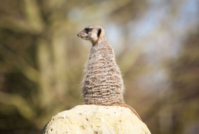 Rear view of meerkat on rock