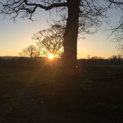 Sun shining through trees