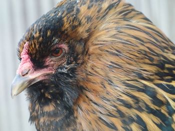 Close-up of rooster