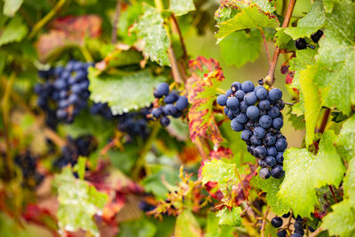 Leaves and grapes in a vineyard with vines selectively isolated, germany