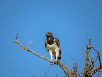 Low angle view of bird perching on branch against blue sky