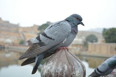 Close-up of pigeon perching on wood against clear sky