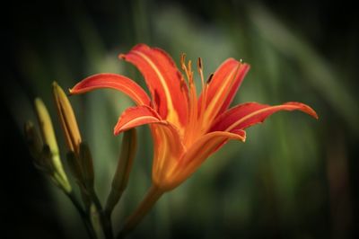 Close-up of orange tulip blooming outdoors