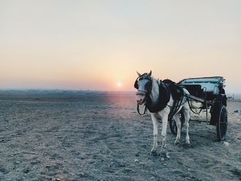 View of horse cart on street