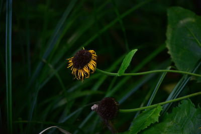 Close-up of yellow flowering plant